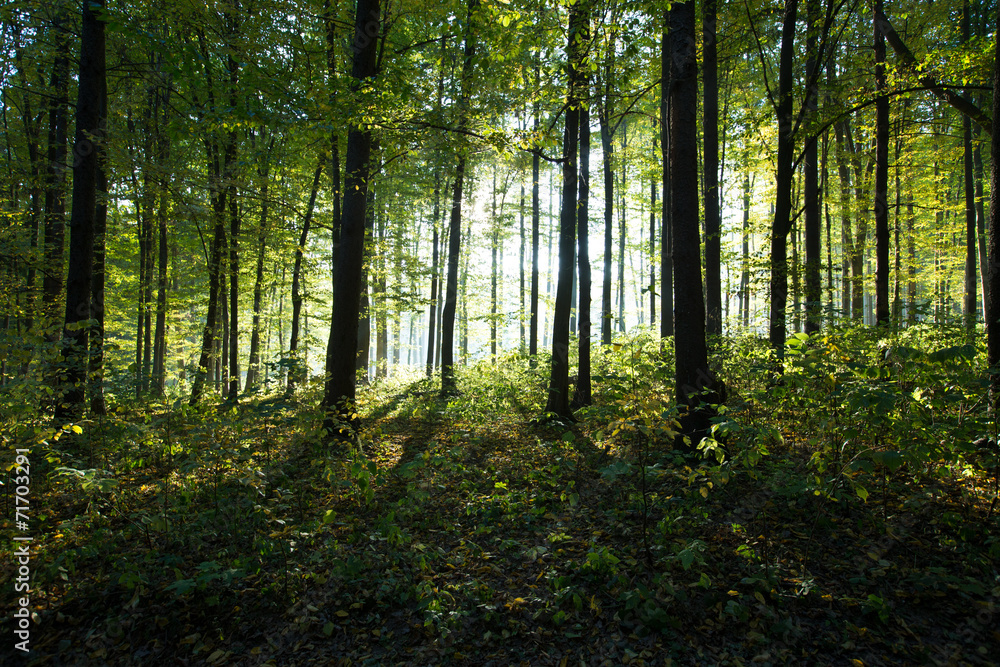 Fototapeta  forest