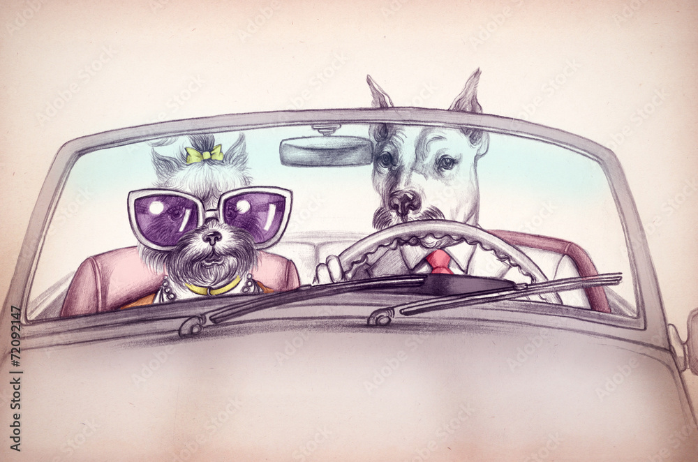 Fototapeta Dogs in car .fashion animals