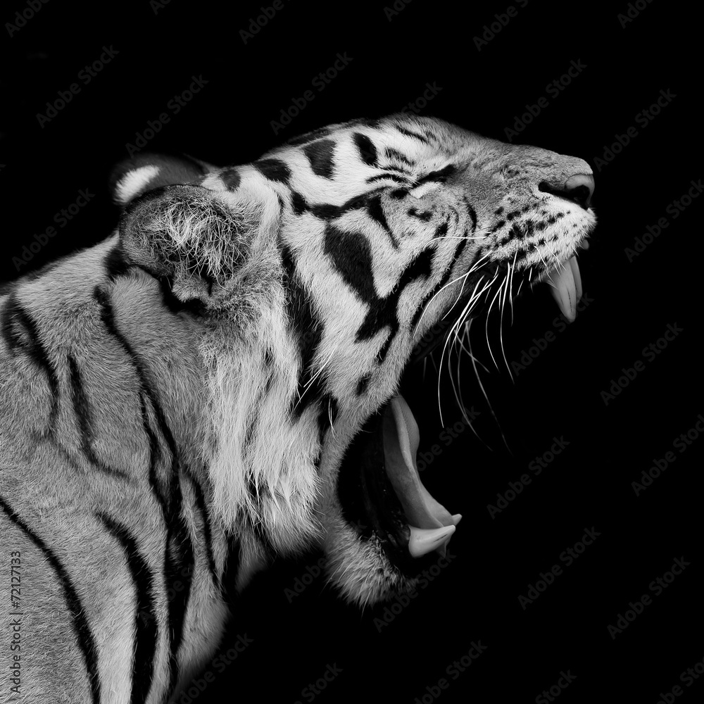 Fototapeta Sumatran Tiger Roaring
