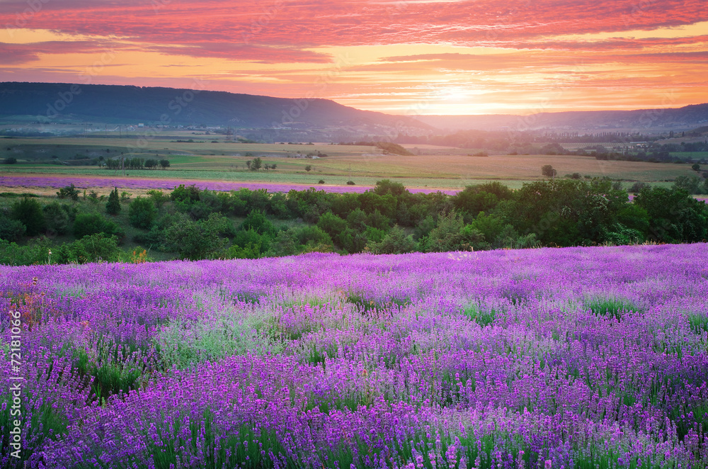 Fototapeta Meadow of lavender