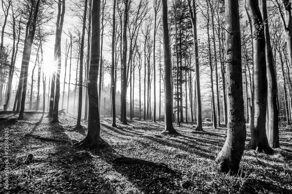 Fototapeta forest - black and white