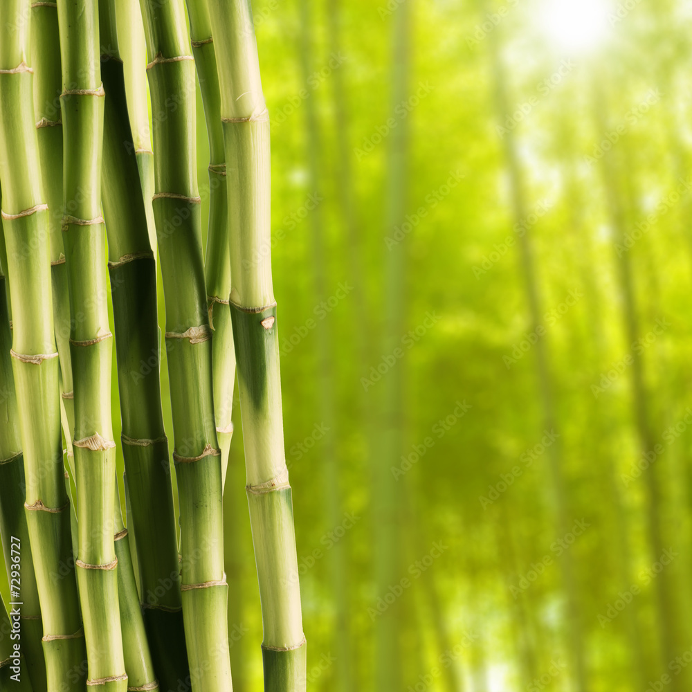 Fototapeta Fresh bamboo with Bamboo