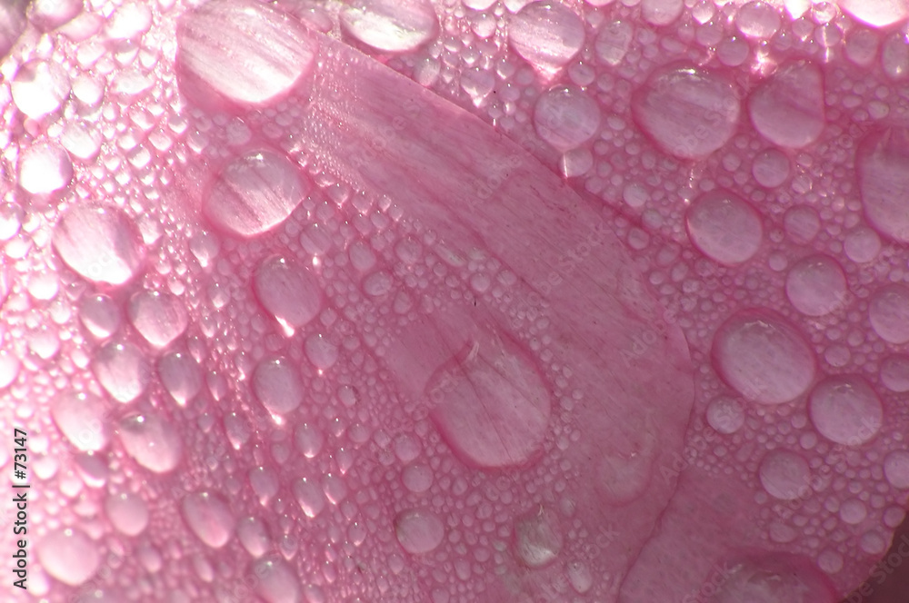 Obraz Pentaptyk pink petal with drops