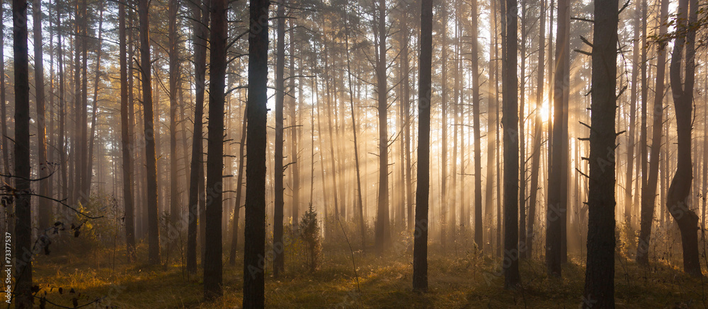 Obraz Pentaptyk Sunrise in forest