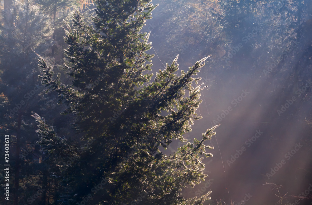 Obraz Kwadryptyk sunbeams in coniferous foggy