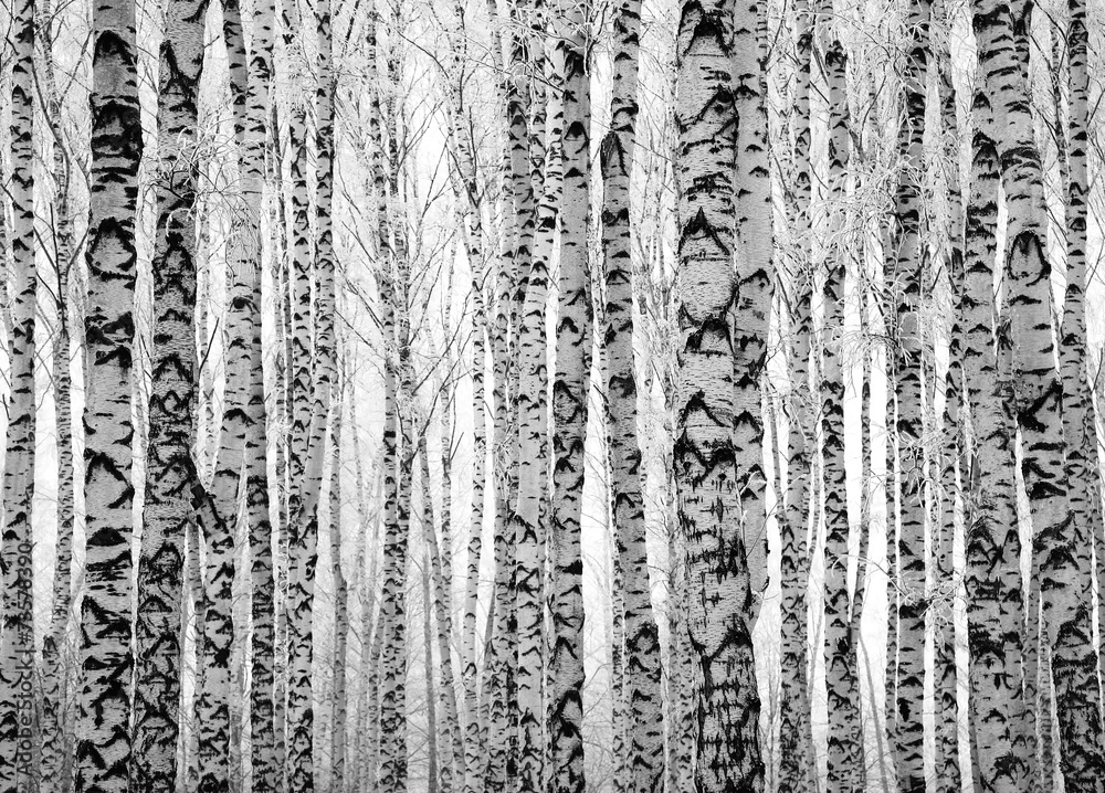 Obraz Tryptyk Winter trunks birch trees