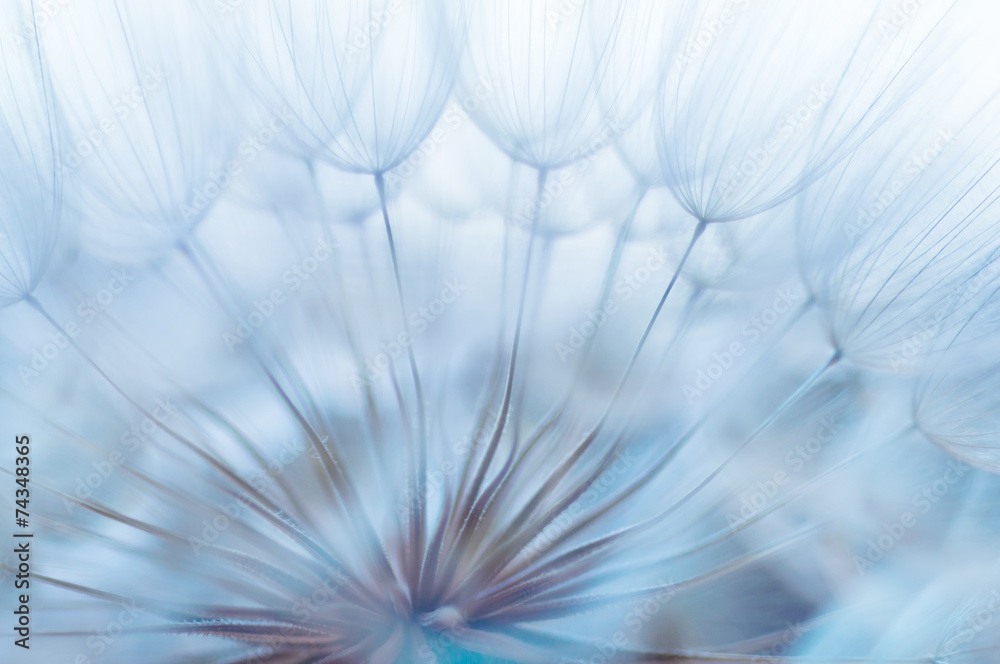 Fototapeta Blue abstract dandelion flower