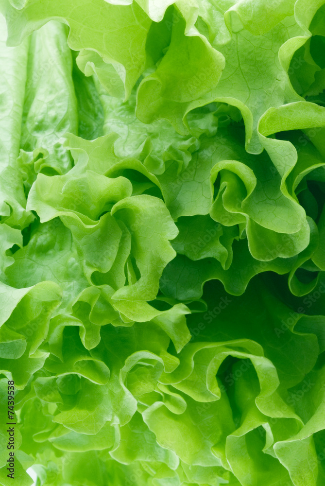 Fototapeta green salad