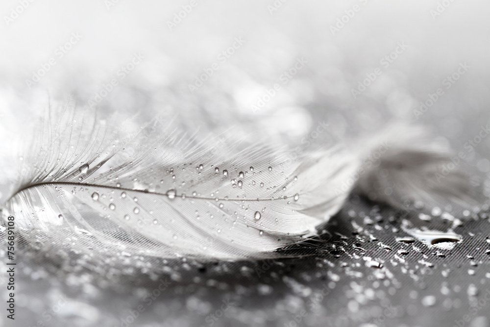 Obraz na płótnie White feather with water drops
