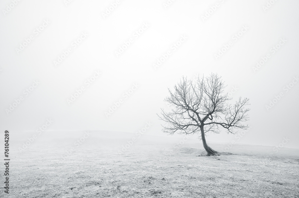Obraz Tryptyk bare lonely tree in black and