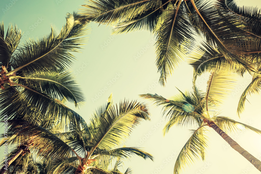 Fototapeta Coconut palm trees and shining