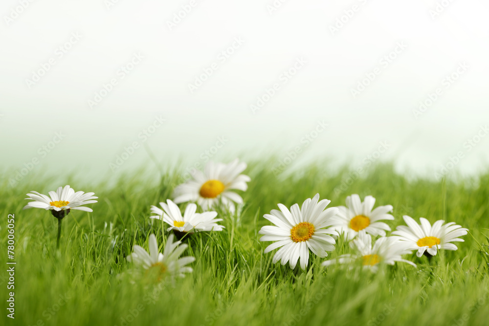 Obraz Kwadryptyk Spring meadow with daisies