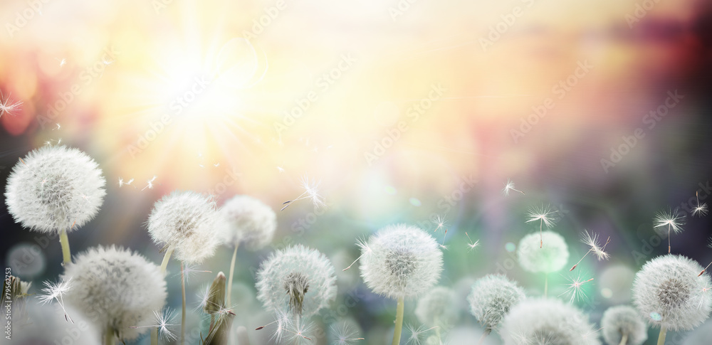 Fototapeta field of dandelion in sunset -