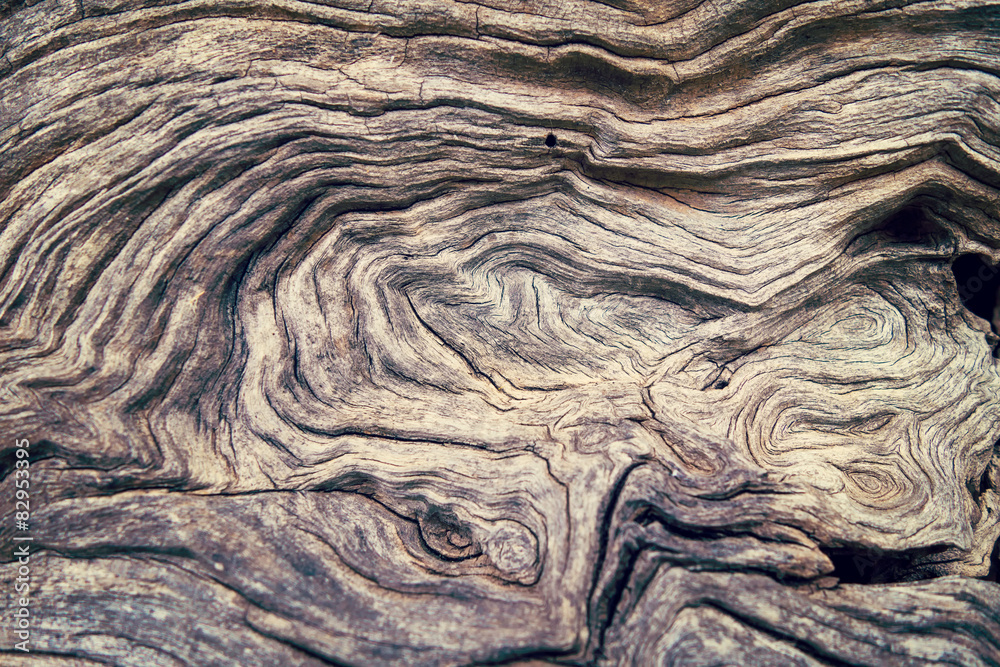 Obraz Tryptyk Bark Tree wood texture