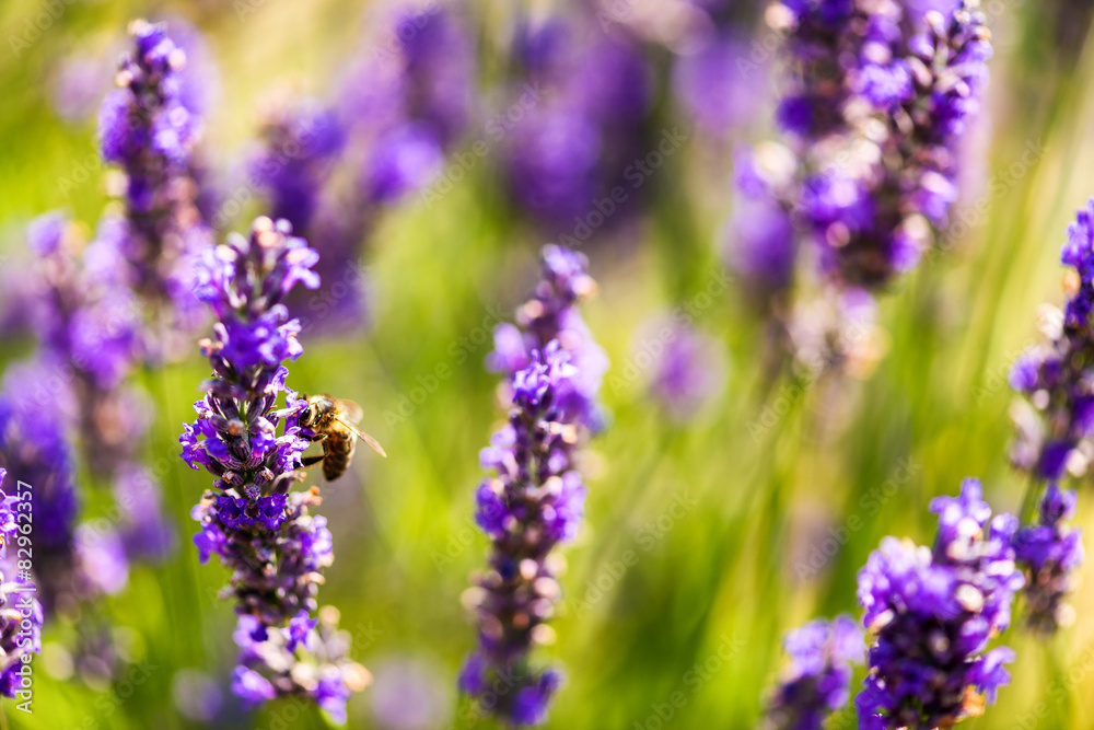 Obraz Tryptyk Beautiful lavender fields of