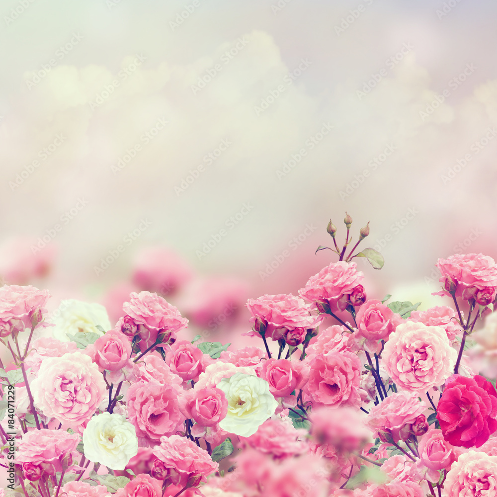 Obraz Tryptyk Rose Flowers