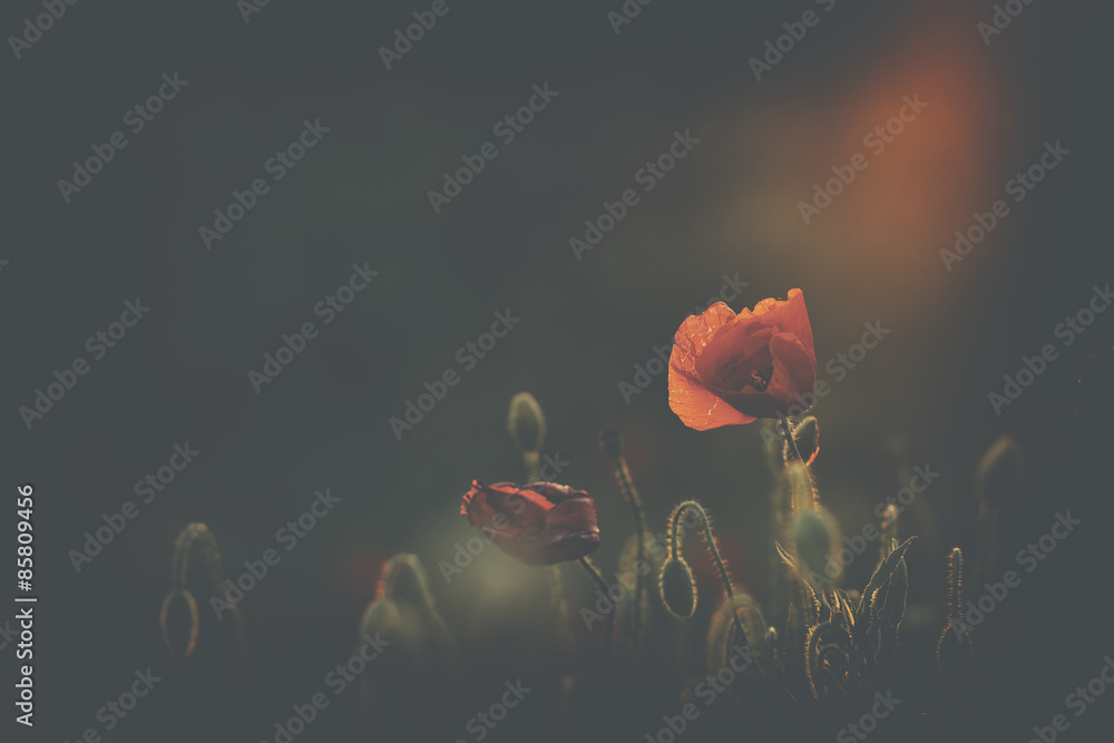 Obraz Tryptyk Poppy in sunset