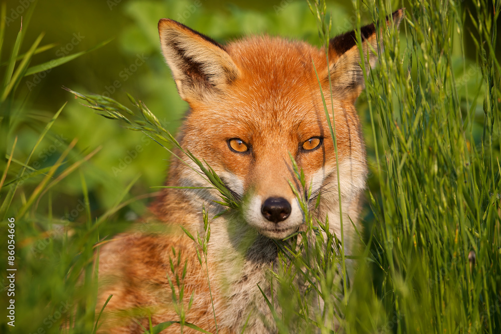 Fototapeta red fox
