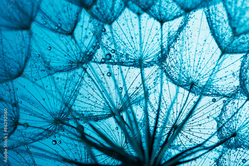 Obraz Pentaptyk close up of dandelion on the