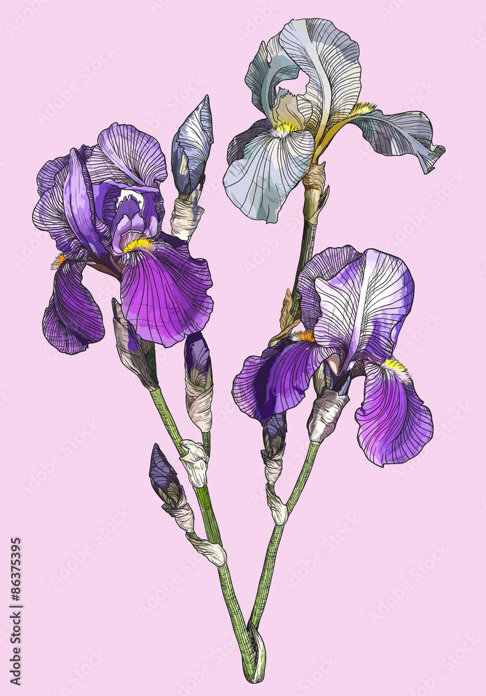 Obraz Tryptyk branch of blooming irises