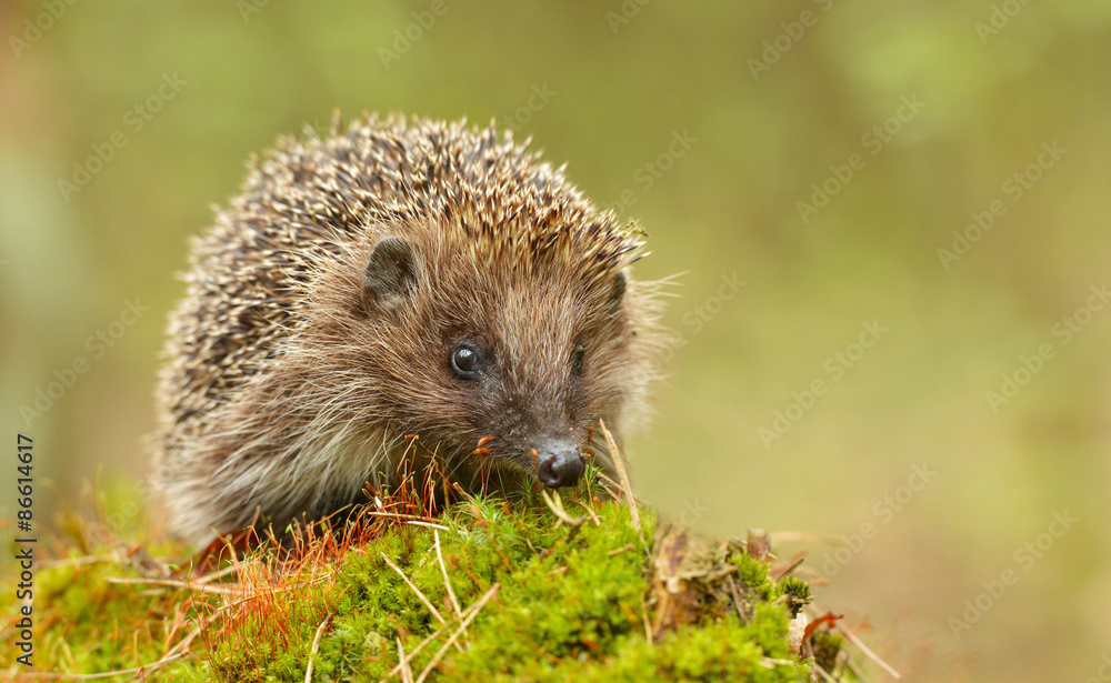 Fototapeta Young hedgehog in natural