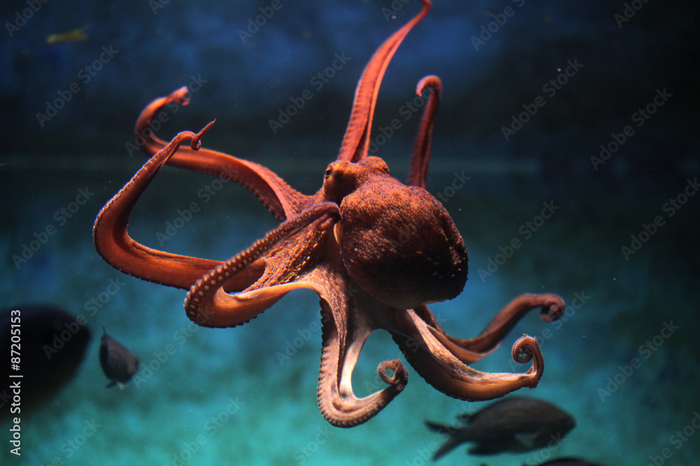 Fototapeta Common octopus (Octopus