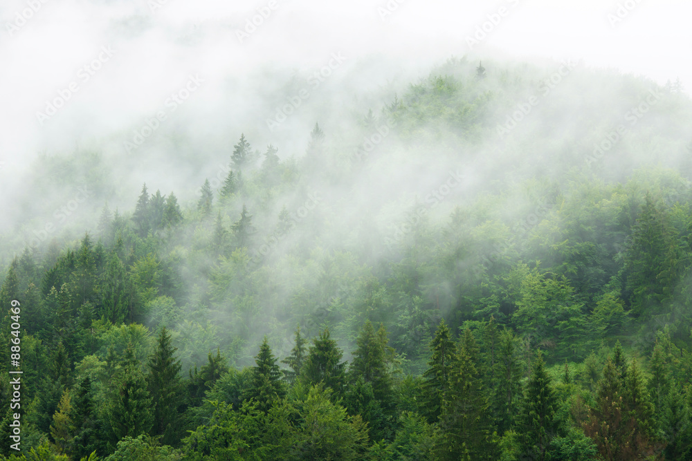 Obraz Tryptyk Misty  forest 