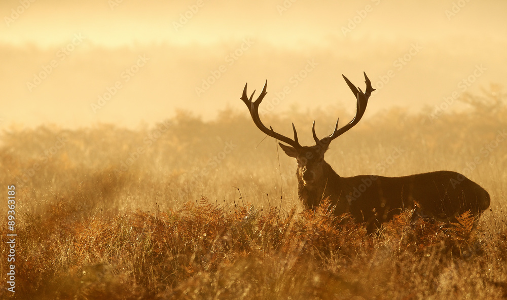 Fototapeta Red deer stag silhouette in