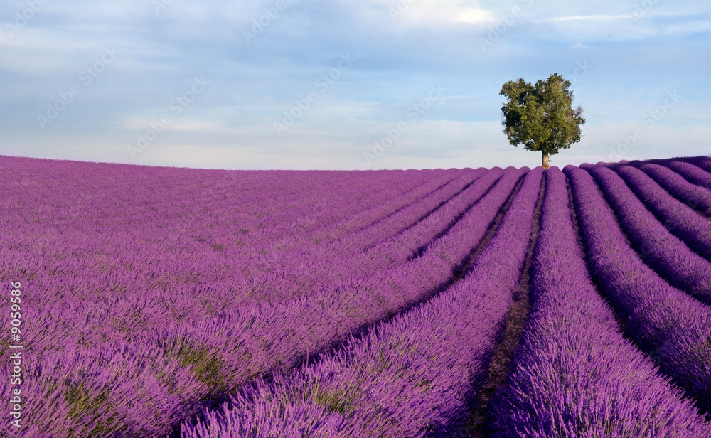Obraz Tryptyk Rich lavender field in