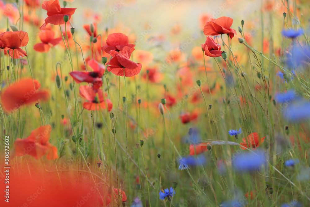 Obraz Tryptyk Wild flower meadow with