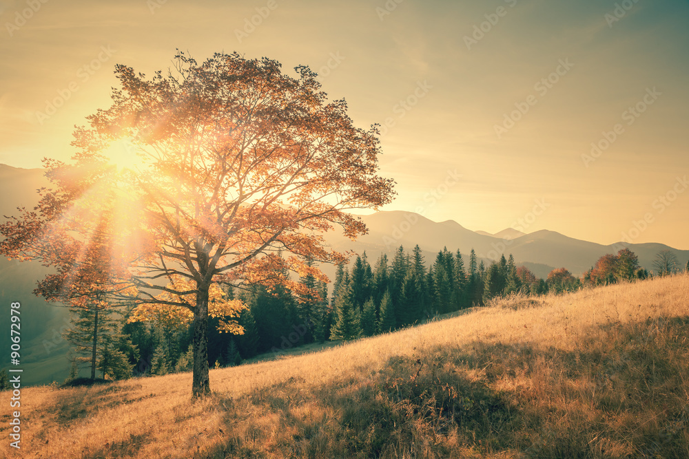 Fototapeta Autumn tree and sunbeam warm