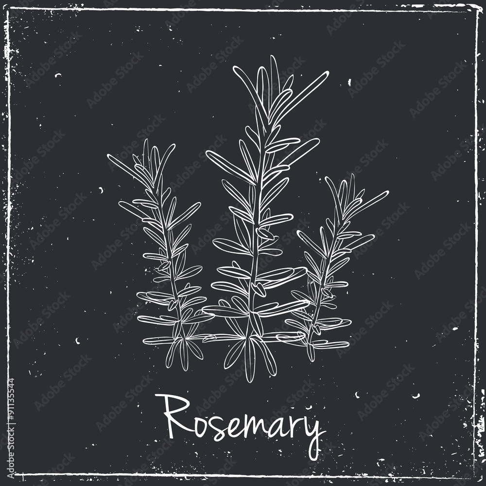Fototapeta Rosemary Herbs and Spices.