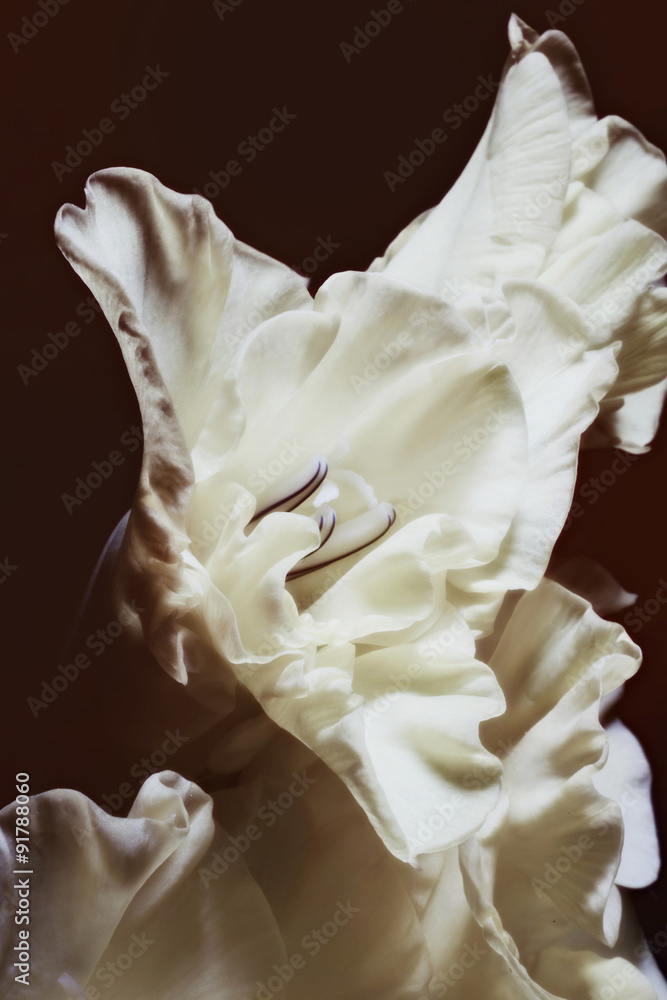Obraz Kwadryptyk Gladiolus
