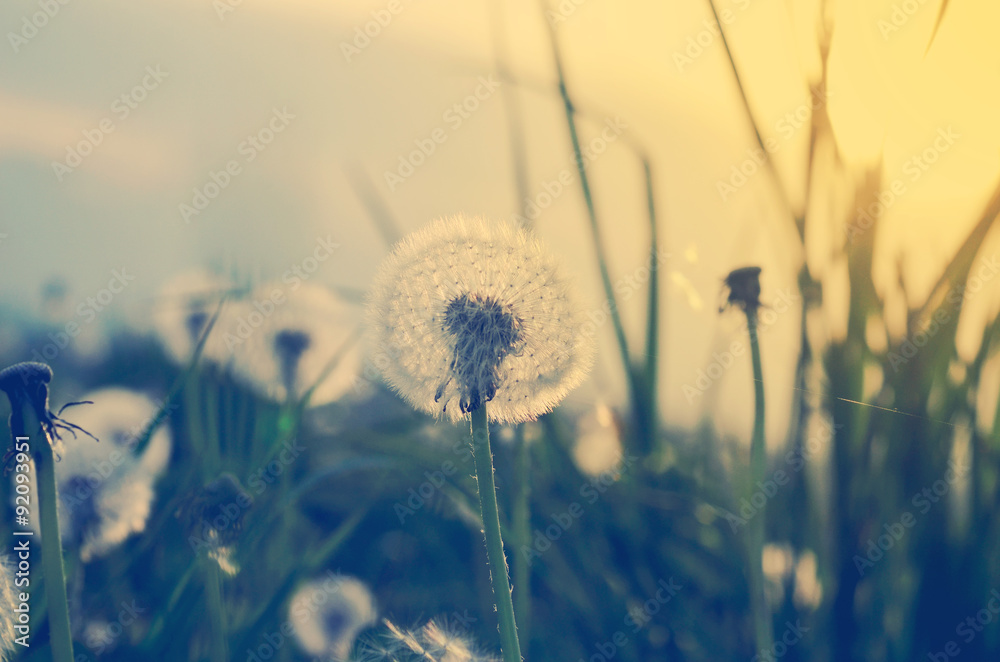 Obraz na płótnie Field of dandelions in soft