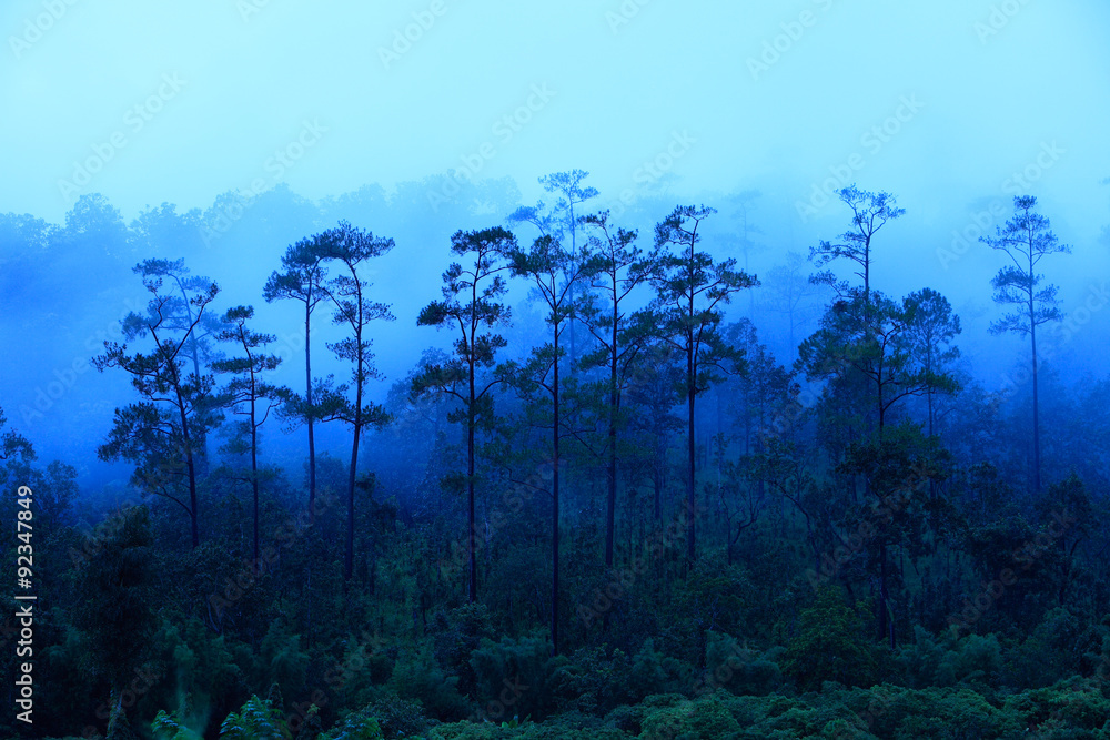 Obraz Tryptyk Northern Thailand Rainforest