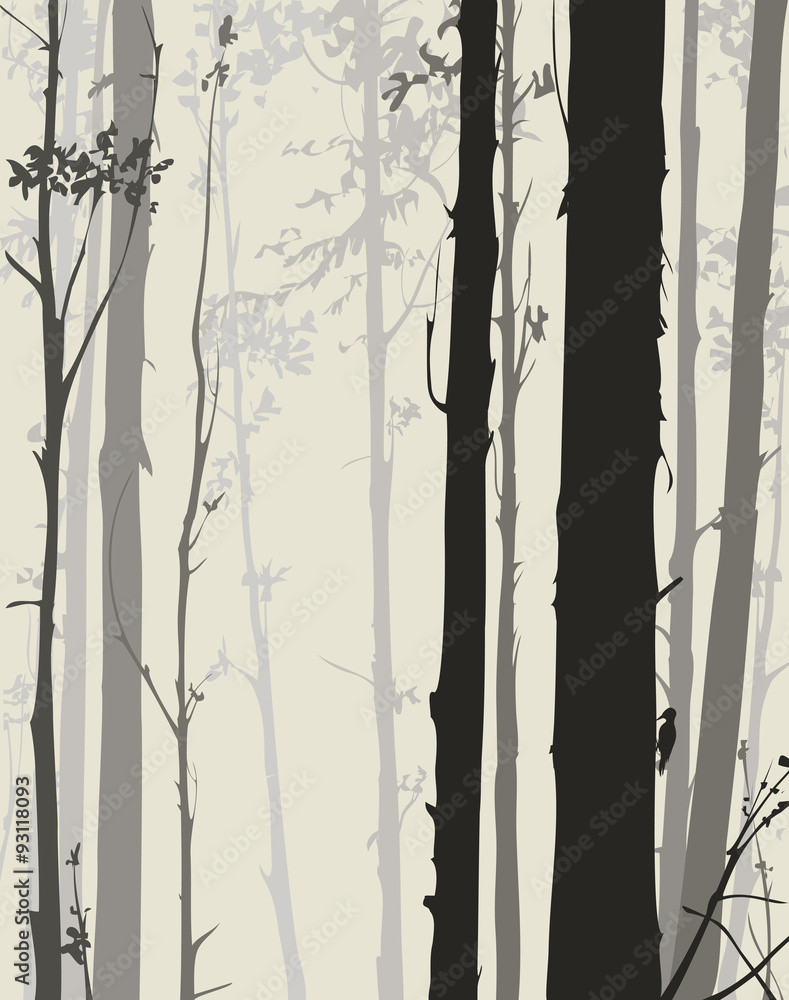 Obraz Tryptyk silhouette of the forest