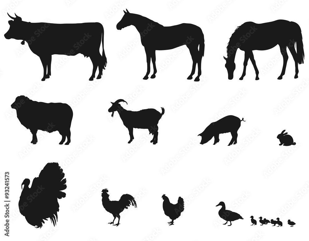 Obraz na płótnie animals living on the farm