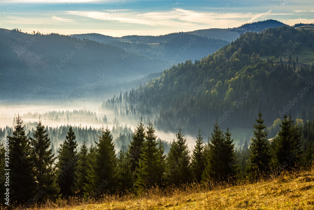 Obraz Pentaptyk coniferous forest in foggy