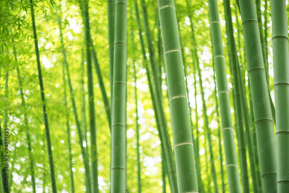 Fototapeta bamboo forest