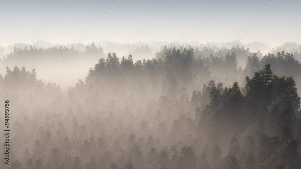 Obraz Tryptyk Dense pine forest in morning