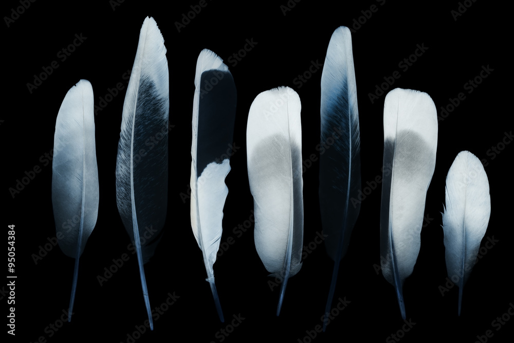 Obraz Tryptyk Feathers - negative image