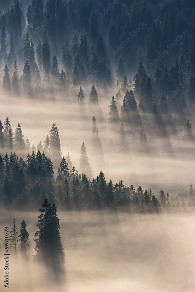 Obraz Tryptyk coniferous forest in foggy