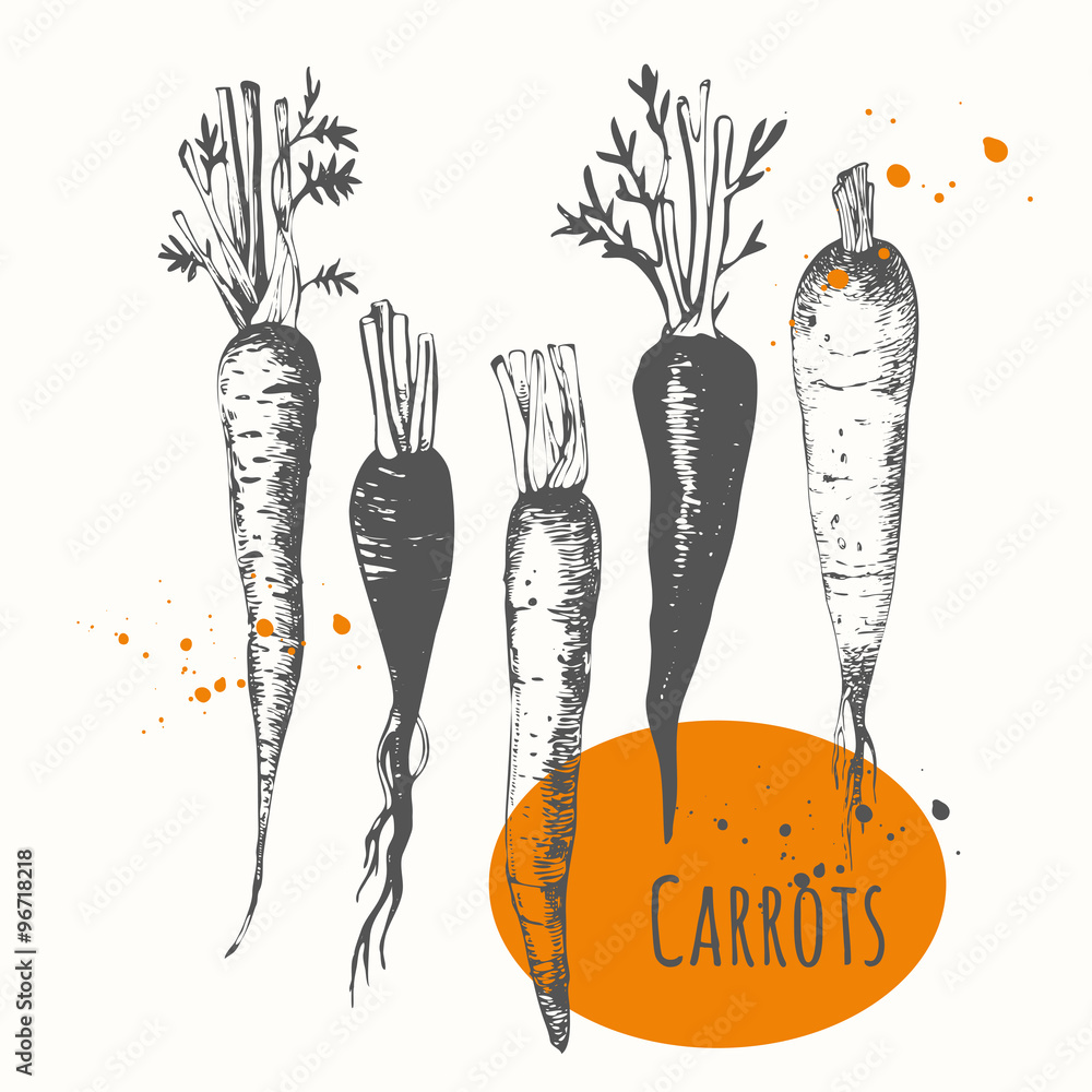 Obraz Tryptyk Set of hand drawn carrots.