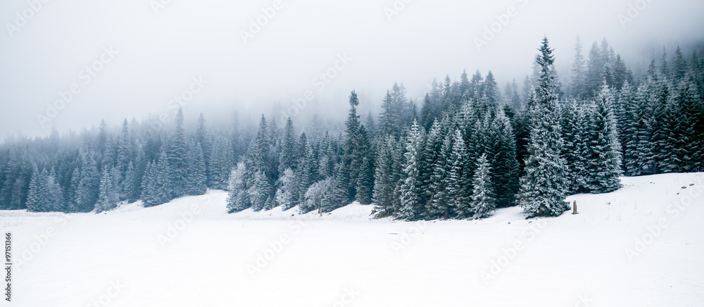 Obraz Tryptyk Winter white forest with snow,