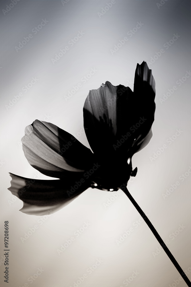 Obraz Tryptyk Schwarze Blume / Eine im