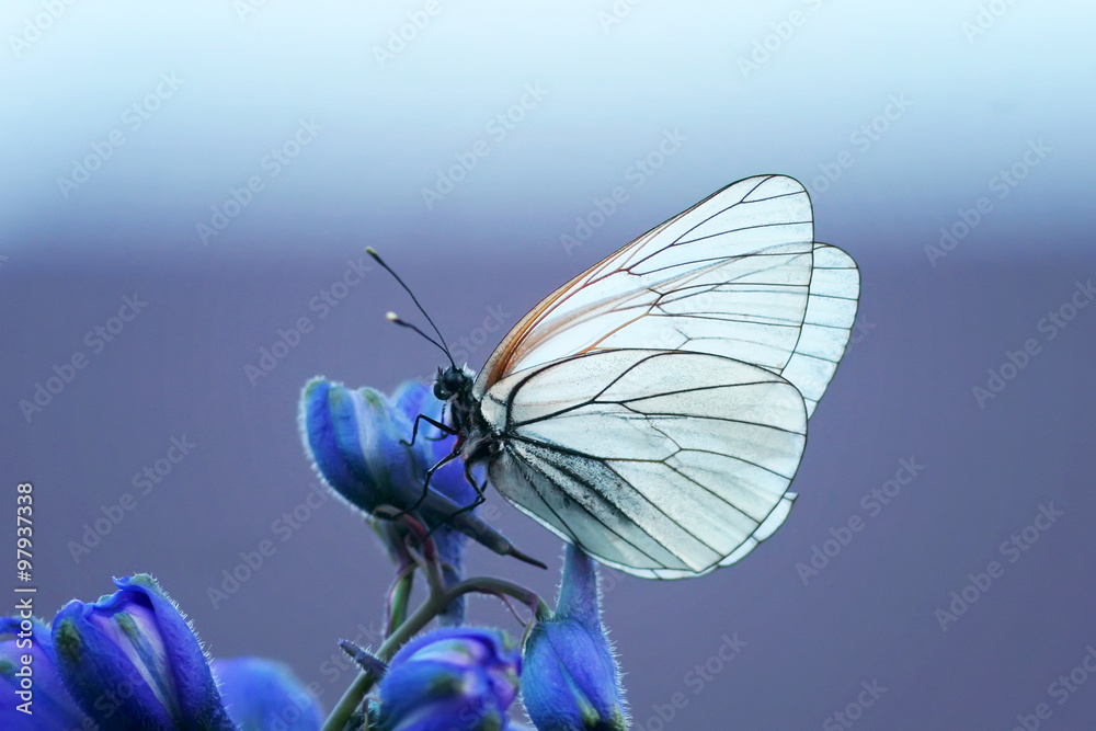 Obraz Tryptyk белая бабочка на синем цветке