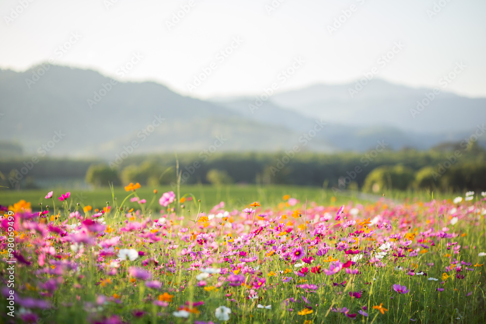 Fototapeta Cosmos flower fields