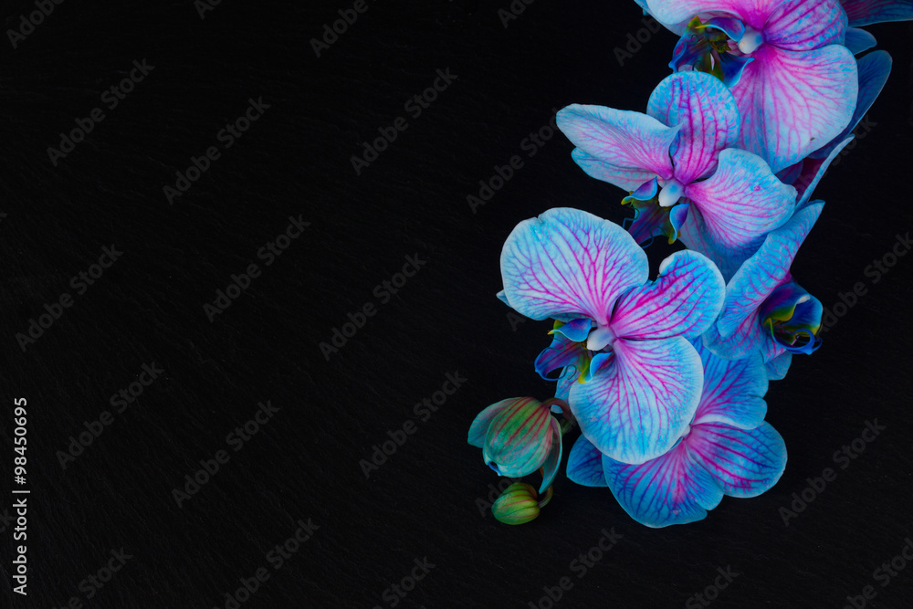 Obraz Dyptyk Bunch of violet orchids 