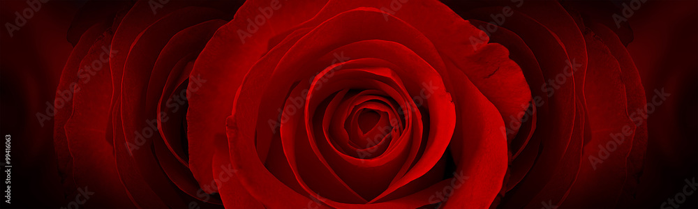 Obraz Kwadryptyk red roses flower background