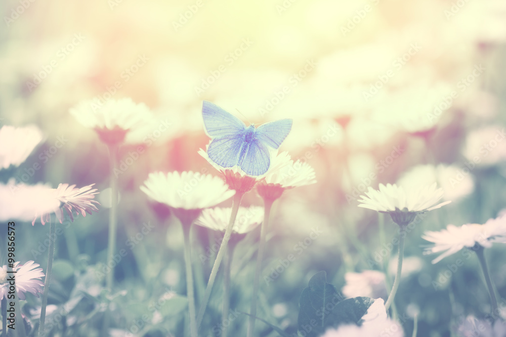 Obraz na płótnie Blue butterfly on the daisy